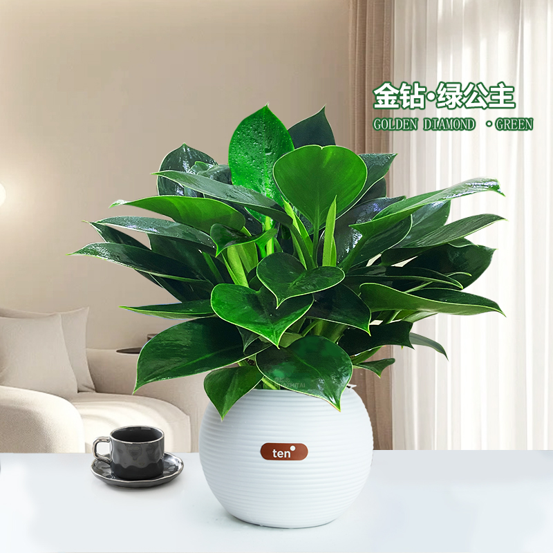 金钻绿公主盆栽室内净化空气四季常青吸甲醛办公室好养活水培绿植