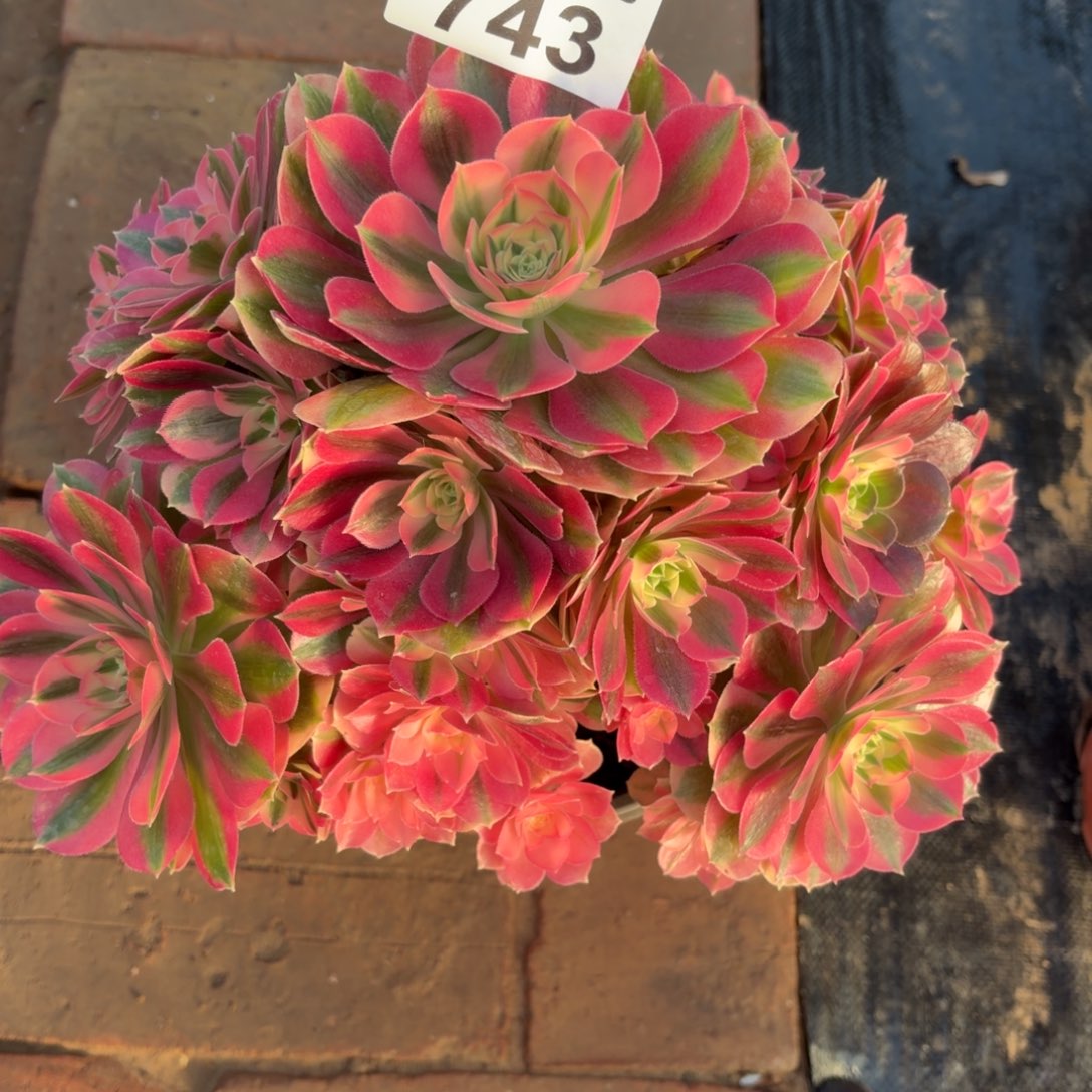 梦***粉女巫福利743肉肉肉肉