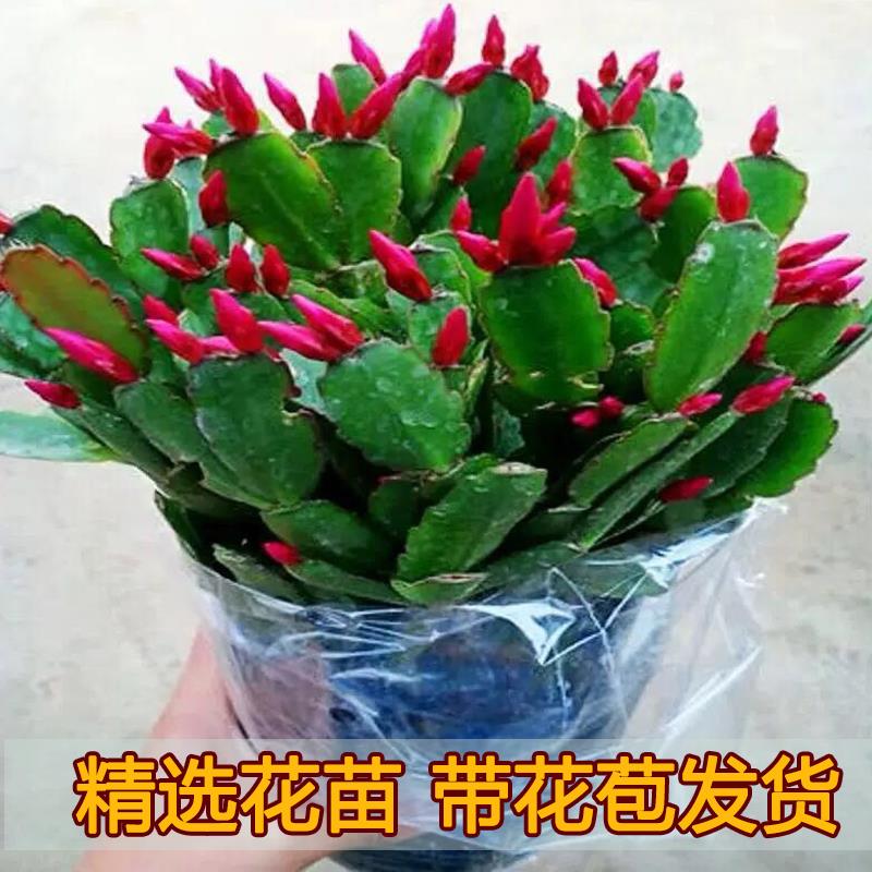 蟹爪兰盆栽多色带花苞花卉植物室内绿植阳台庭院好养活苗螃蟹抓莲