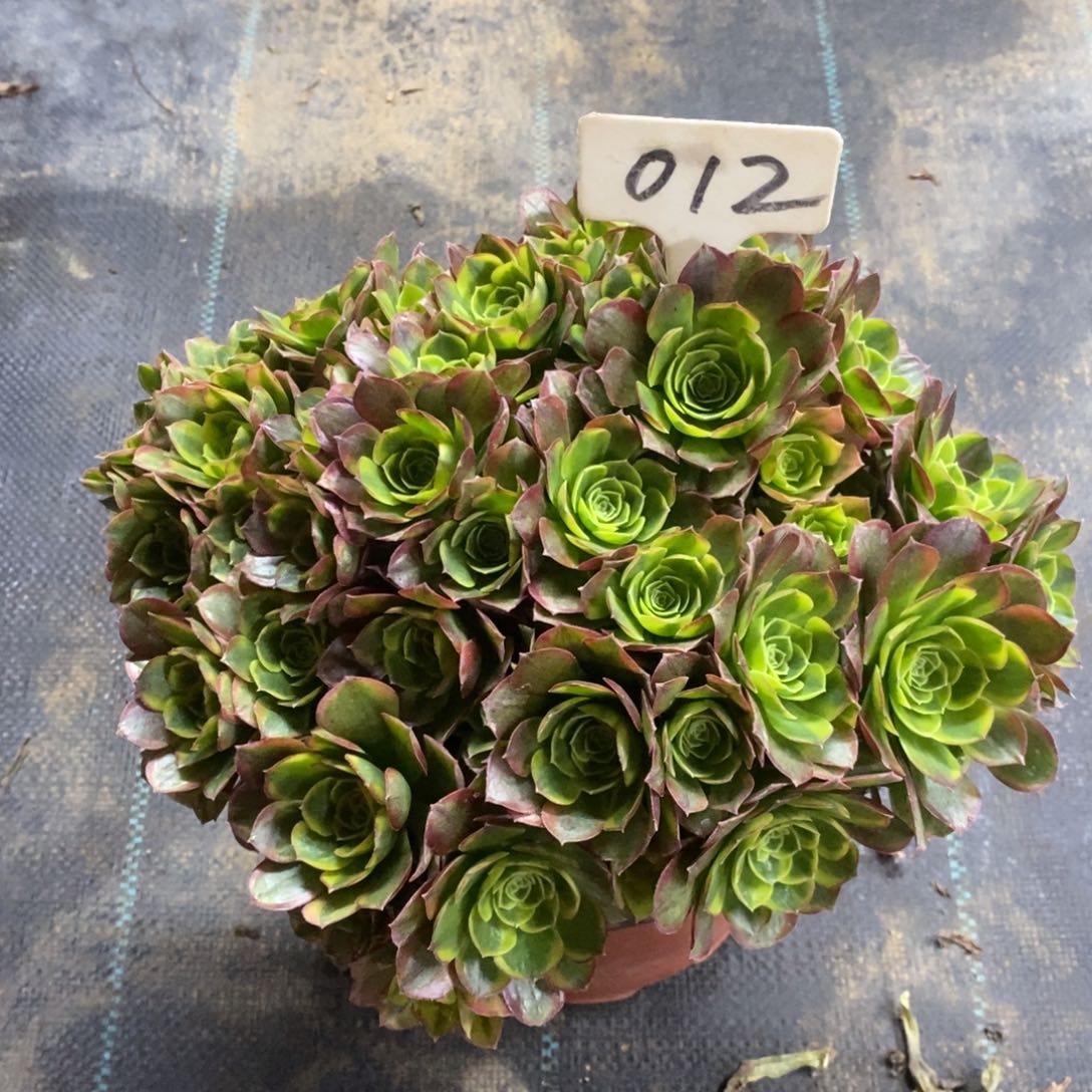 红陶012奶白朵朵一物一拍多肉