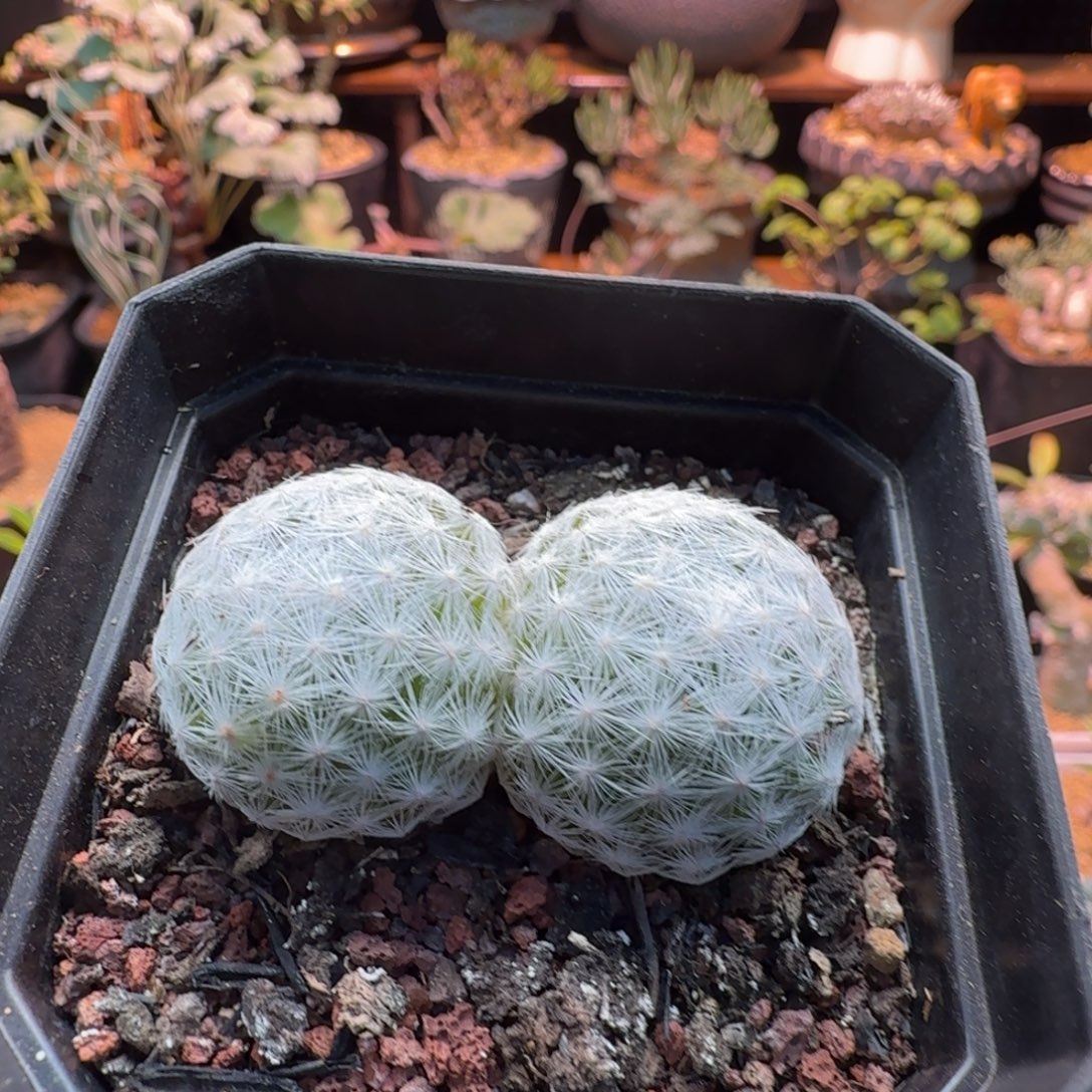 大型春星232 仙人球