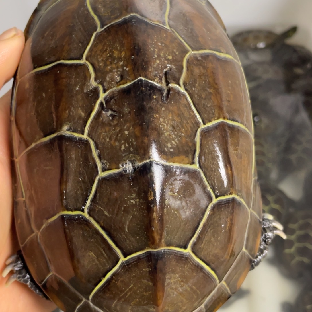 苏北金线冷水草龟