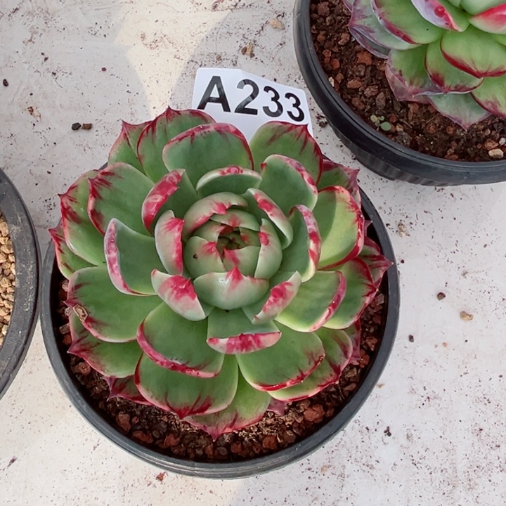 梦***虹惊鸿仙子多肉植物A233