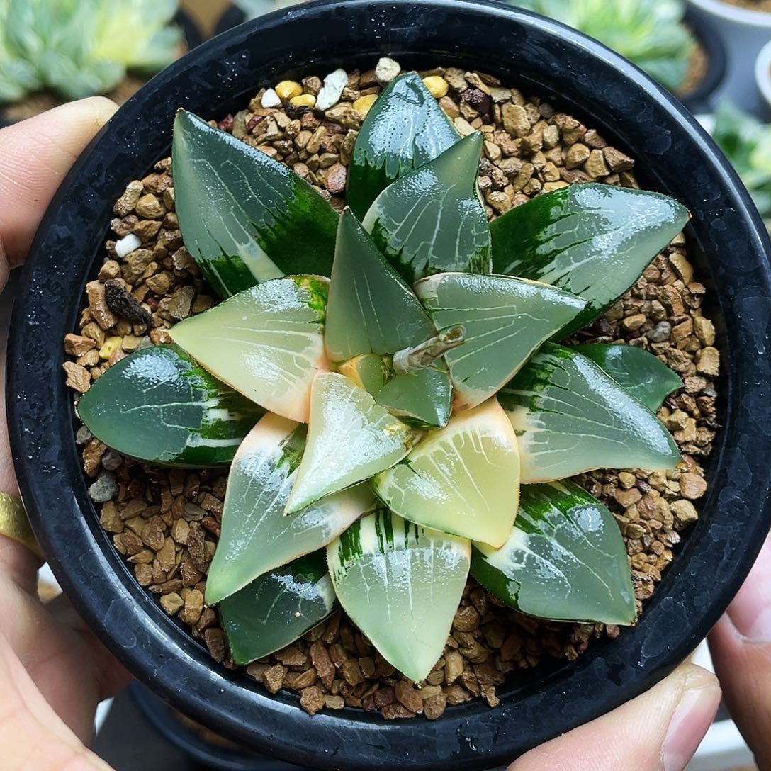 实生克寿锦十二卷