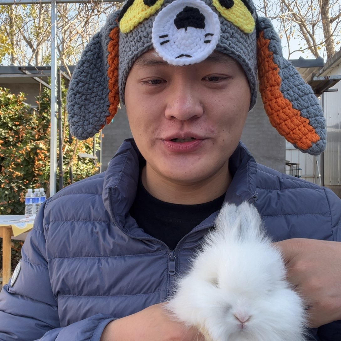 双血统英系安哥拉兔子