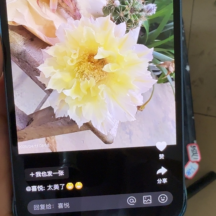 仙人球彩草歪g489-1