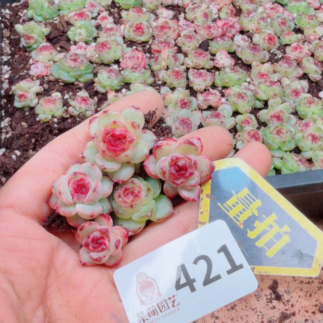 多肉植物多肉植物