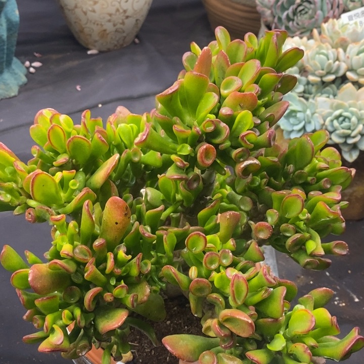 夏悦多肉0118-47吸财树