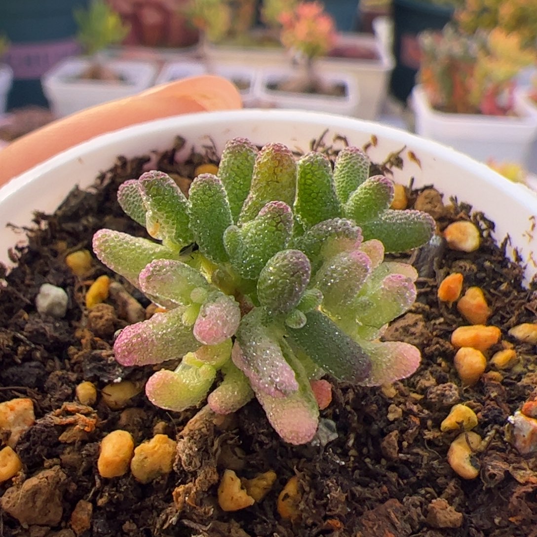 多肉植物枝干米粒阴阳锦