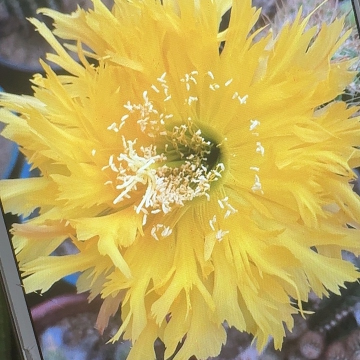 黄锯齿侧芽5公分毛花柱
