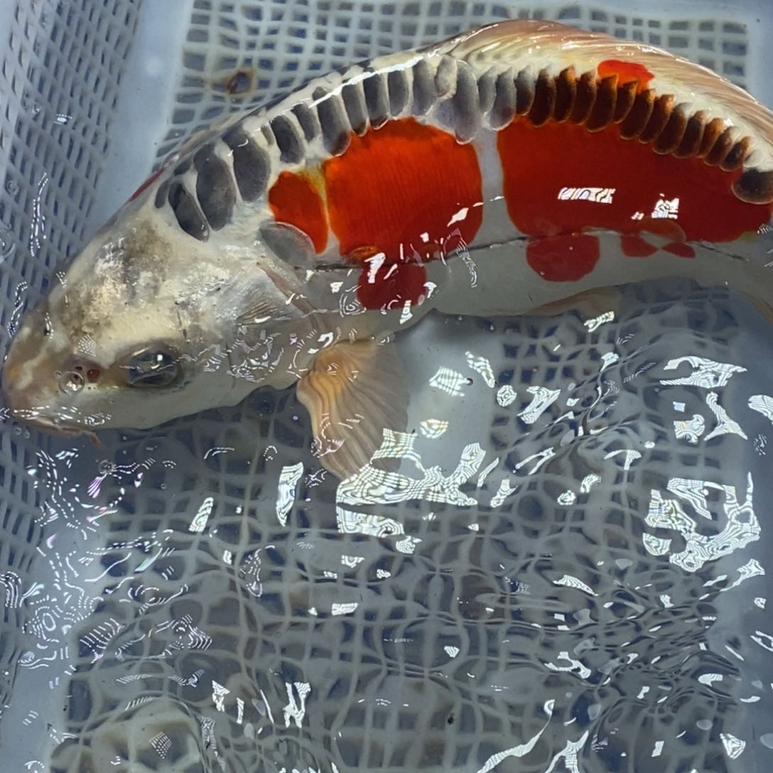 锦鲤冷水锦鲤包邮