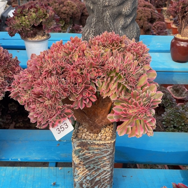 353号粉女巫法师缀花