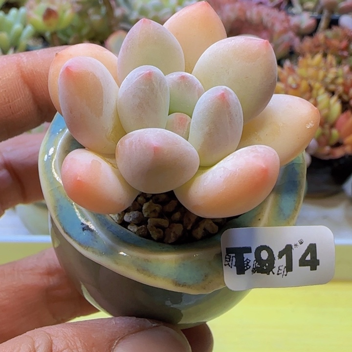 t914 一物一拍带盆发