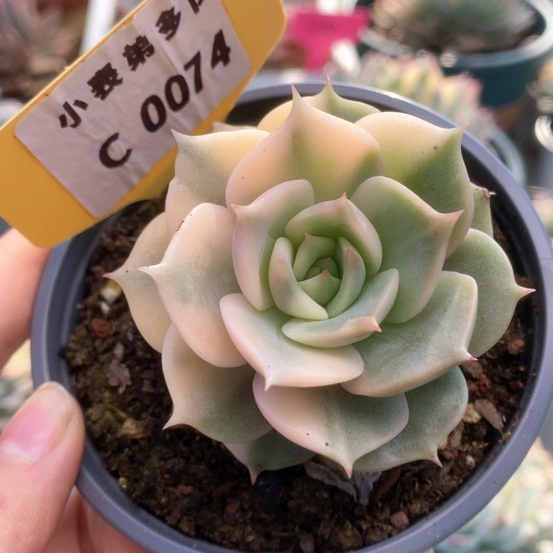 C074贝加尔湖锦锦锦锦锦锦锦