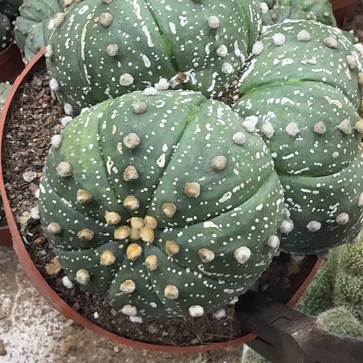 凉***茶无花朵兜群哈哈哈哈哈哈哈哈哈