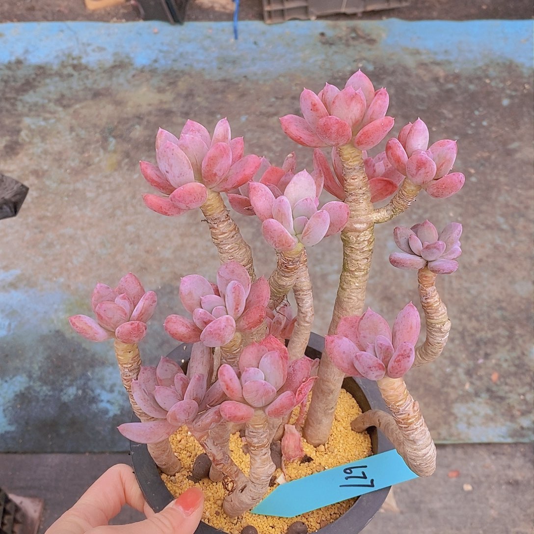 677多肉植物老桩