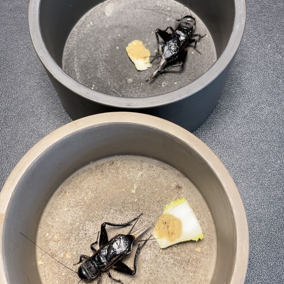 竹***客木津门老刘黑虫精品大缎子青两只