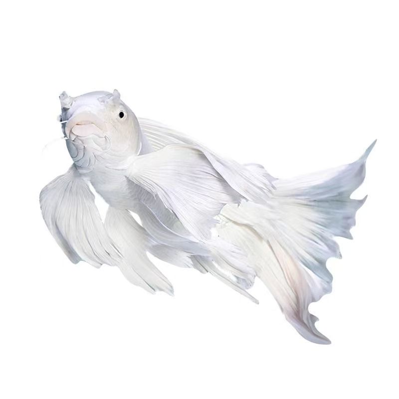 101-200大鳍大尾蝴蝶鲤好养耐活 实物以直播间为准