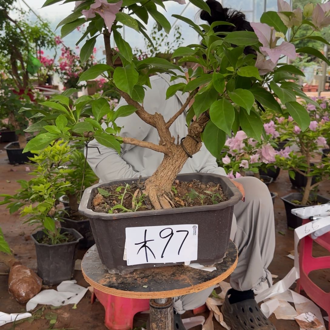 大部分花苞少量开放木架 97