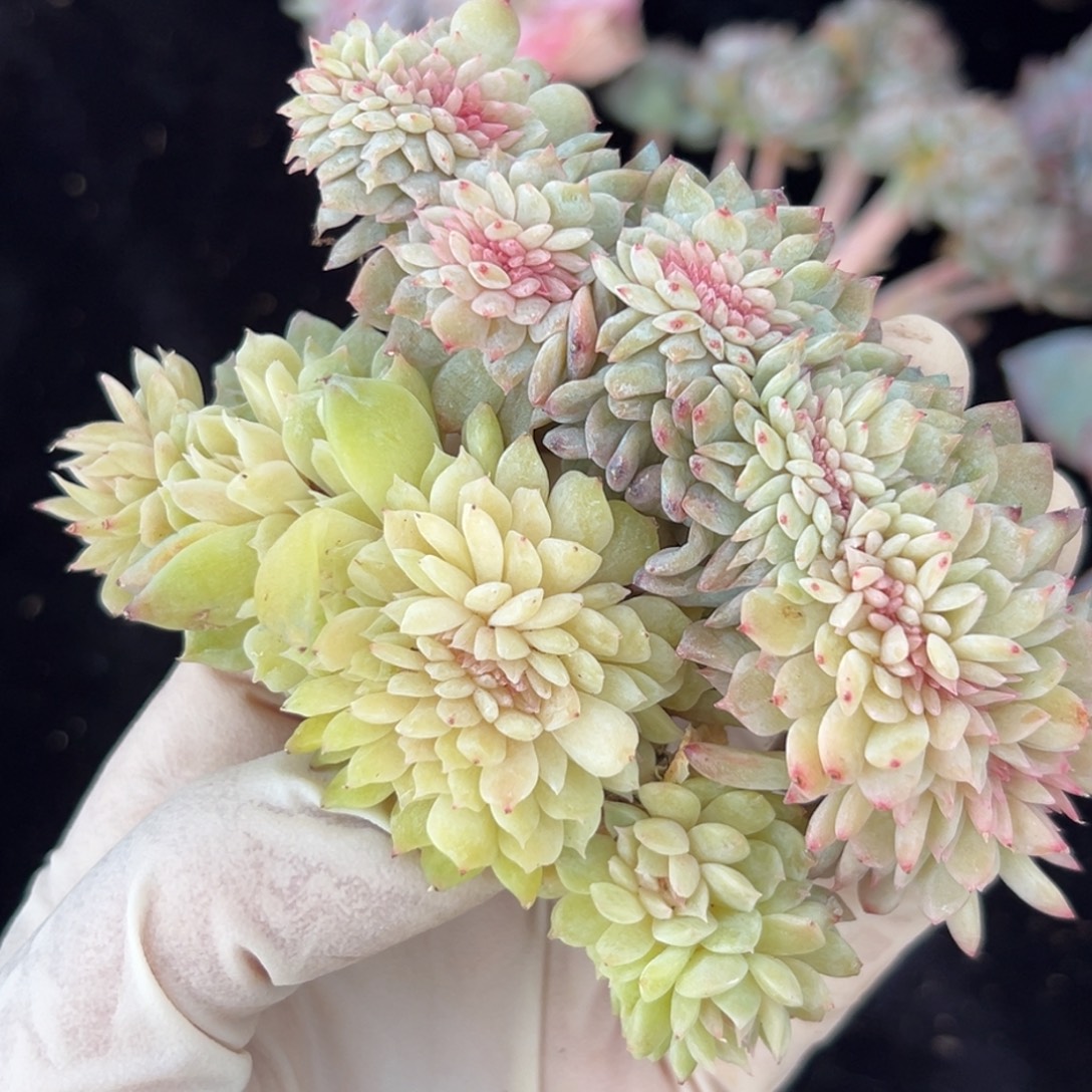 亏米 新年快乐 新年快乐 尝鲜价