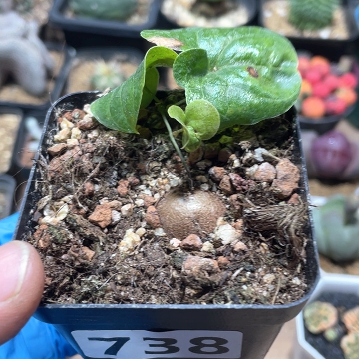 738南非龟甲龙小苗