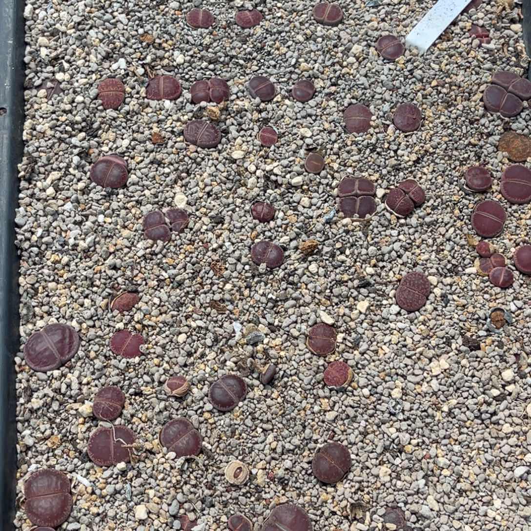 奶****0321福利筐1不售后