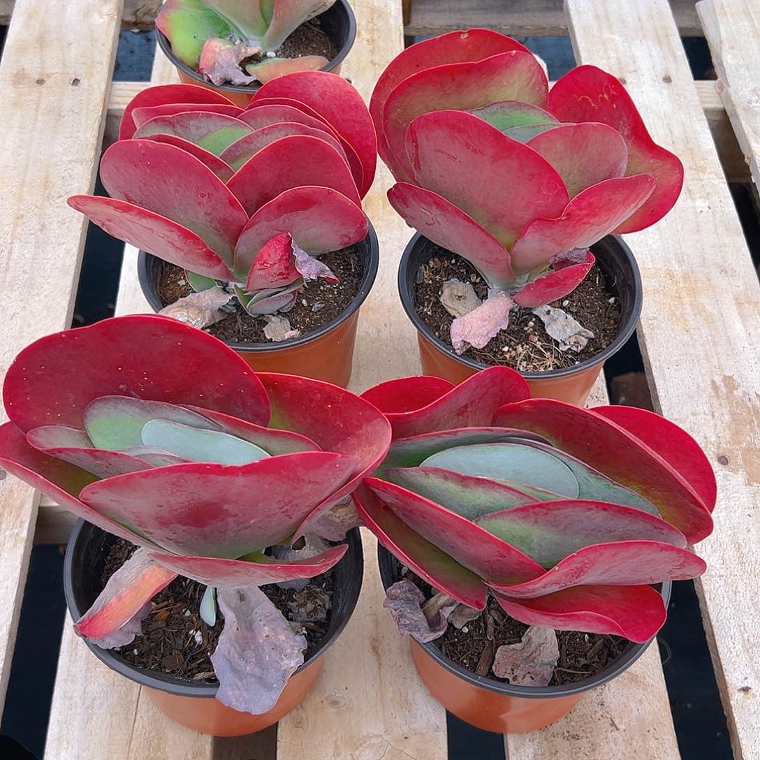 唐印多肉，满18包邮