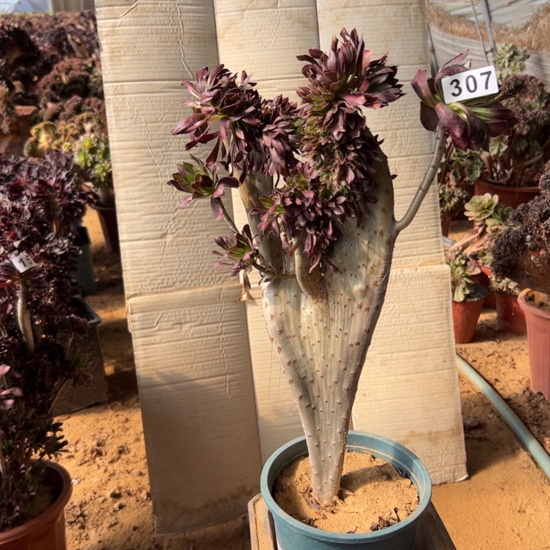 黑缀一颗307啦啦啦