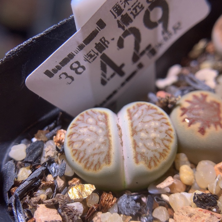 sss精品生石花429黄绿菊