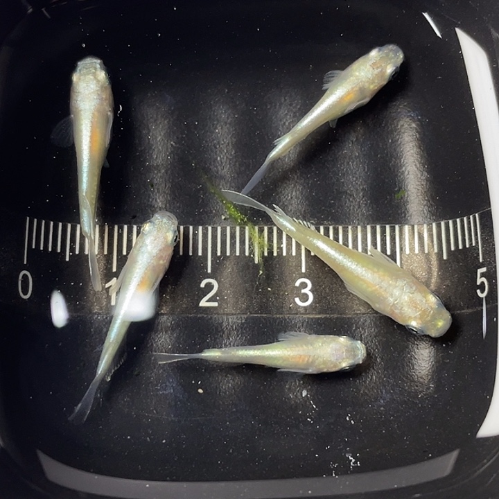 青鳉鱼白珍珠5条，13号，满15包邮，可叠单