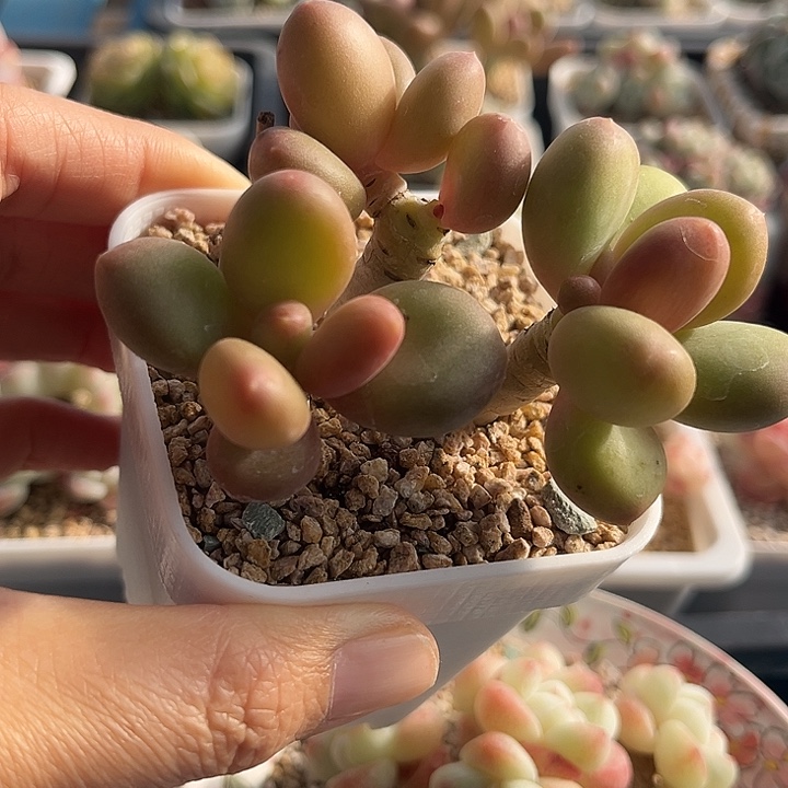 芒果奶小老桩自然群