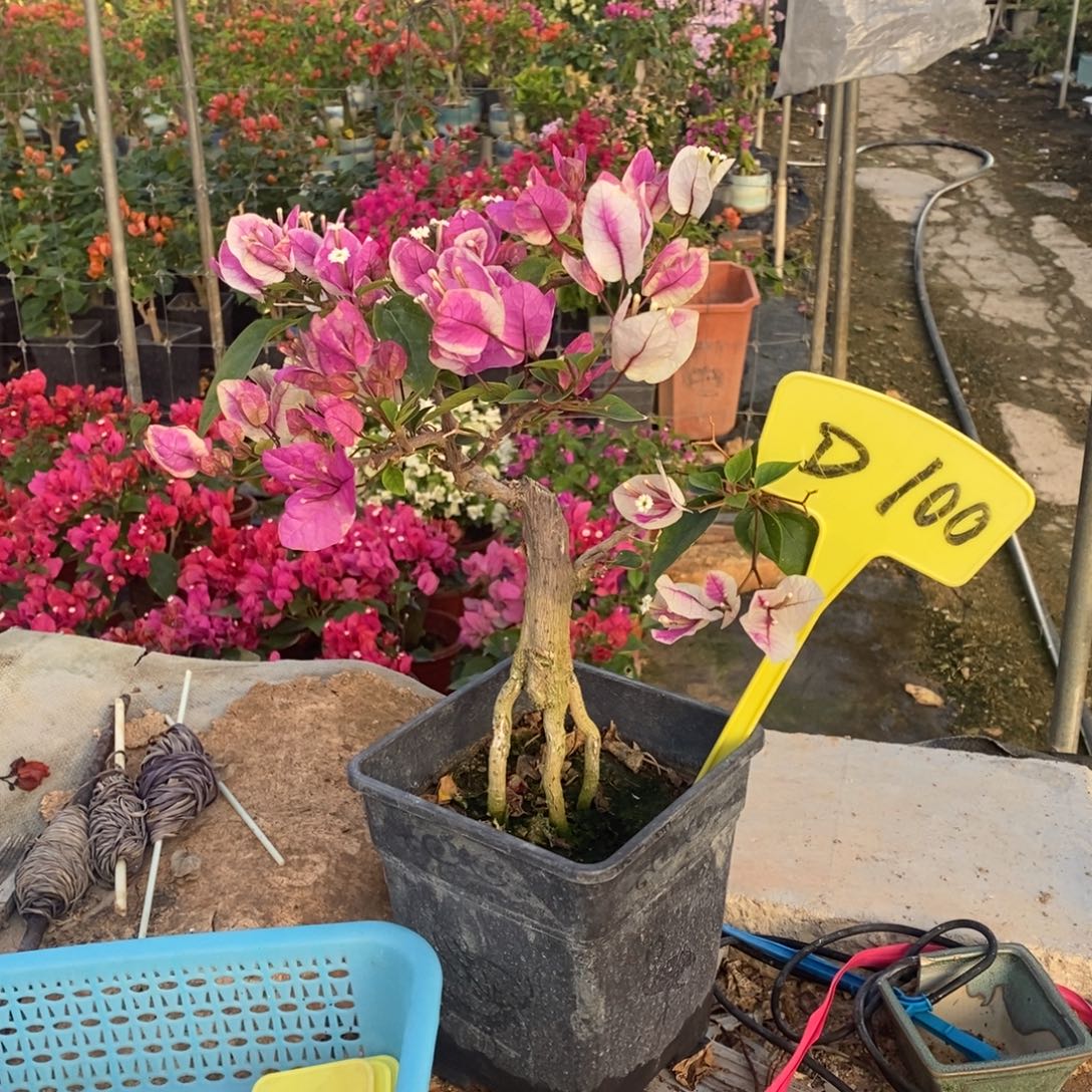 小***樱无花朵三角梅红樱D100