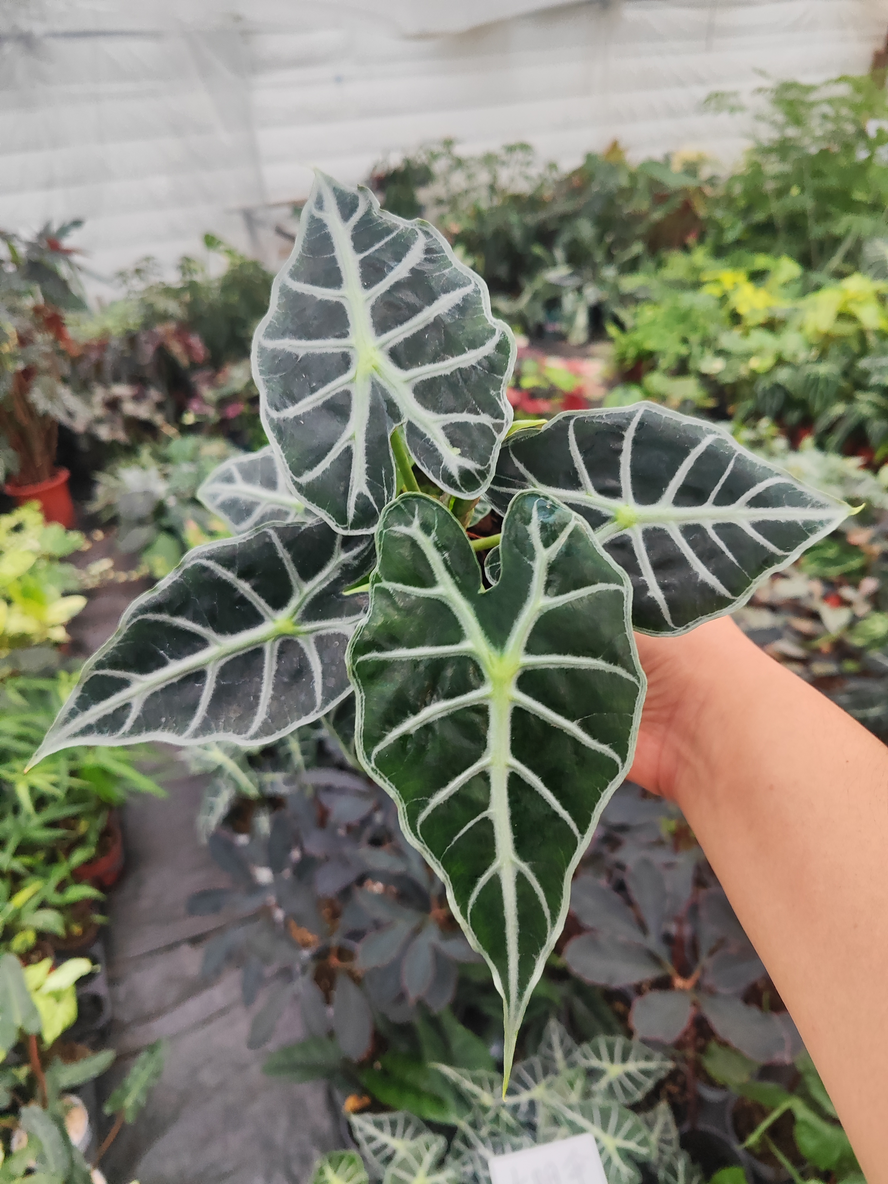 太阳伞海芋室内阳台热带雨林植物净化空气易养绿植