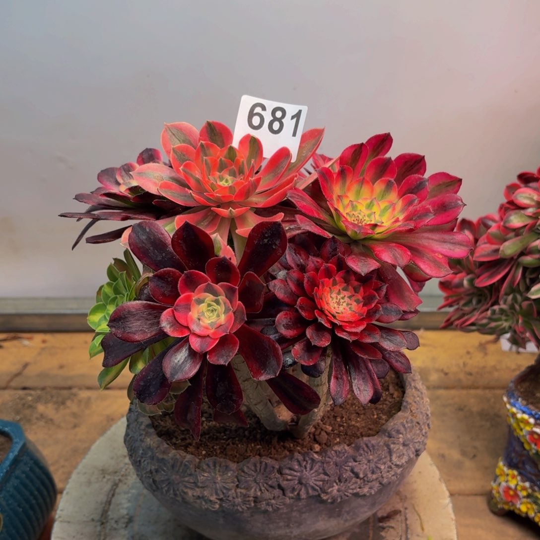 多肉植物嫁接681