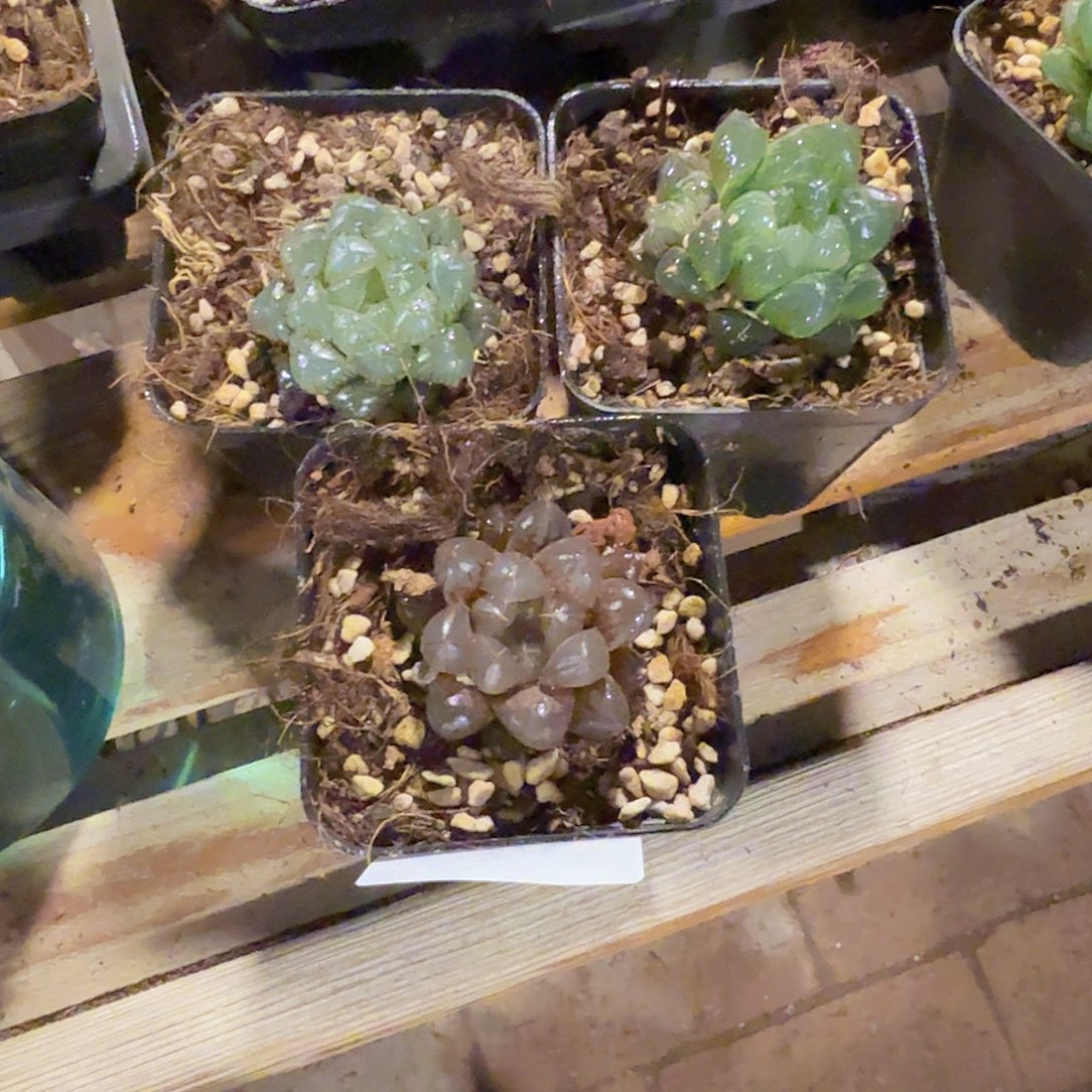 直播福利一物一拍34