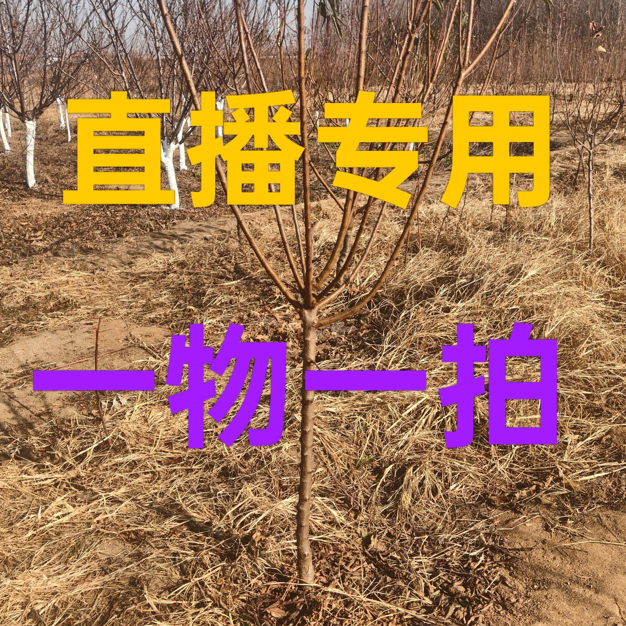 正宗嫁接果树苗苗适合南北方地栽盆栽种植一物一拍