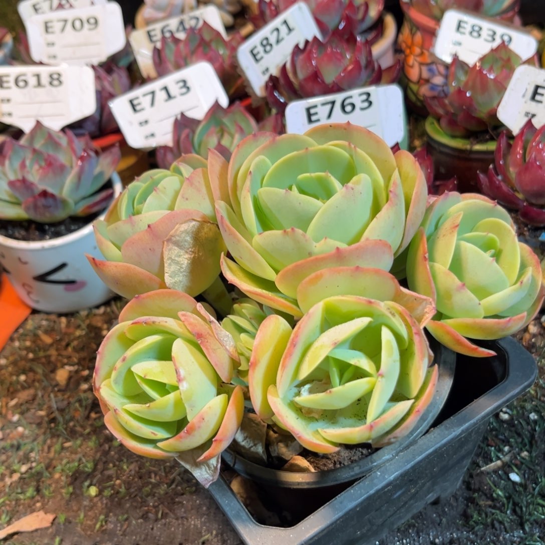 鸡蛋碧桃多肉植物