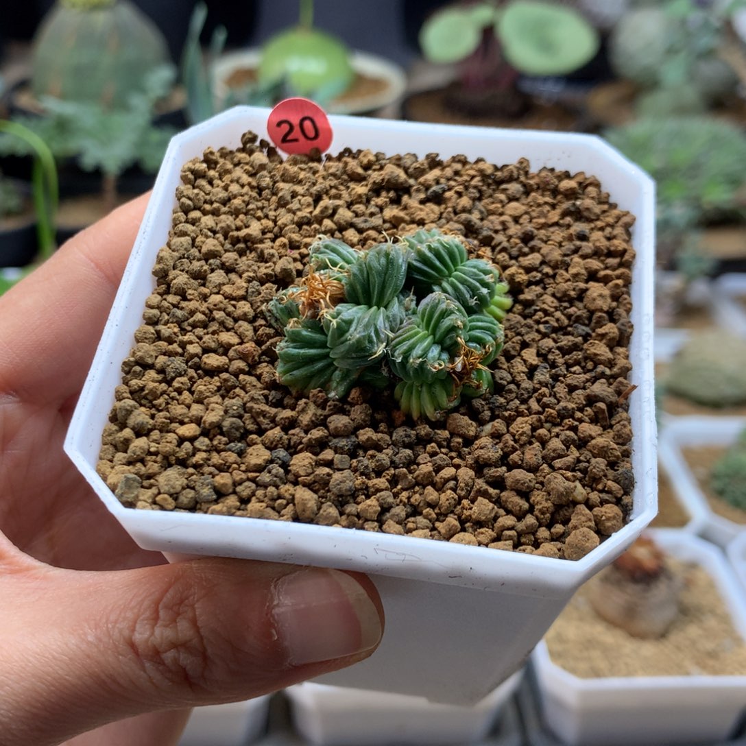 五星花笼自根仙人球带盆