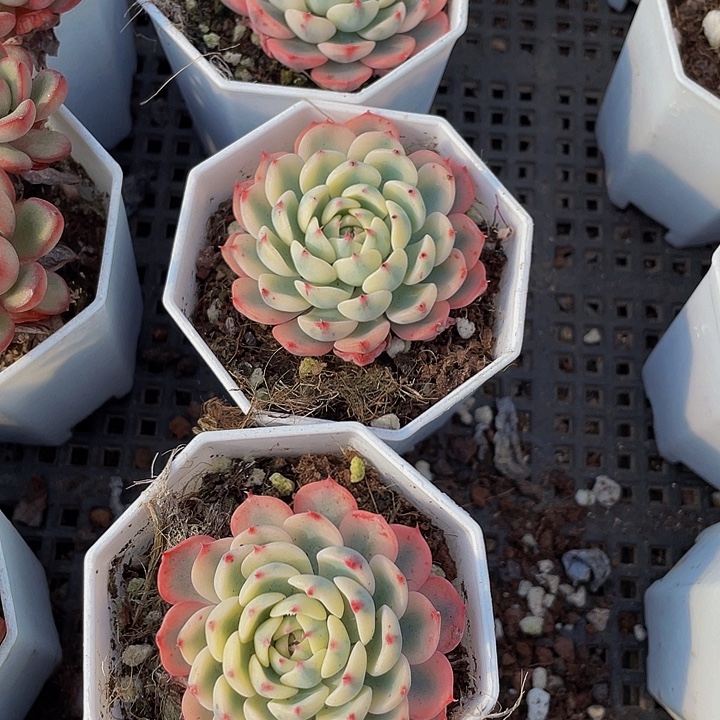 姬莲锦带盆土发货