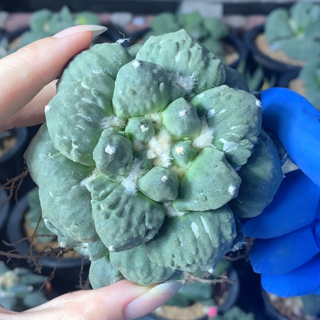 无花朵1号萝卜根青瓷杂福利福利