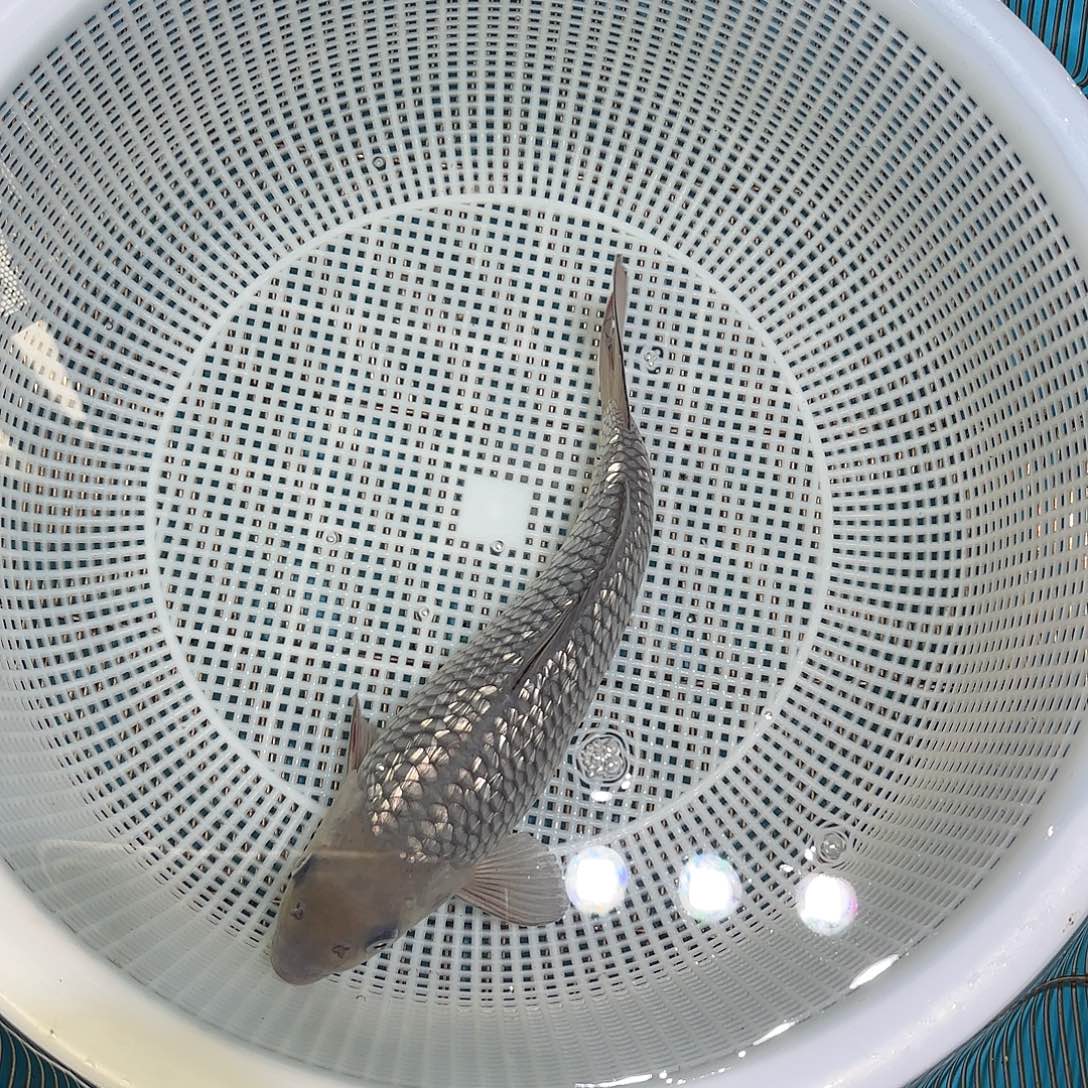 海水鱼空鲤空鲤空鲤空鲤空鲤