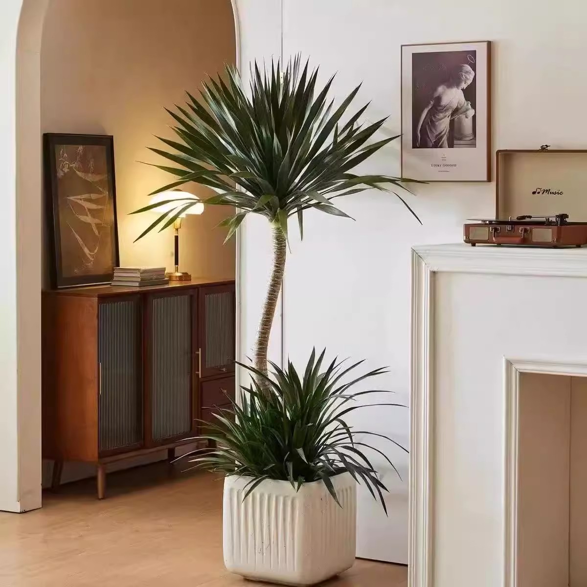 太空铁龙血树室内室外网红大型绿植盆栽客厅阳台办公室美观吸甲醛