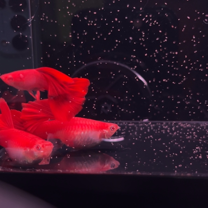 啊***昊孔雀鱼通背血红2对