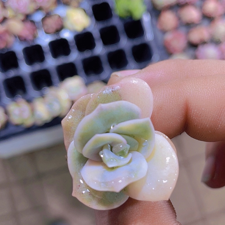 可爱玫瑰锦【满10颗包邮】