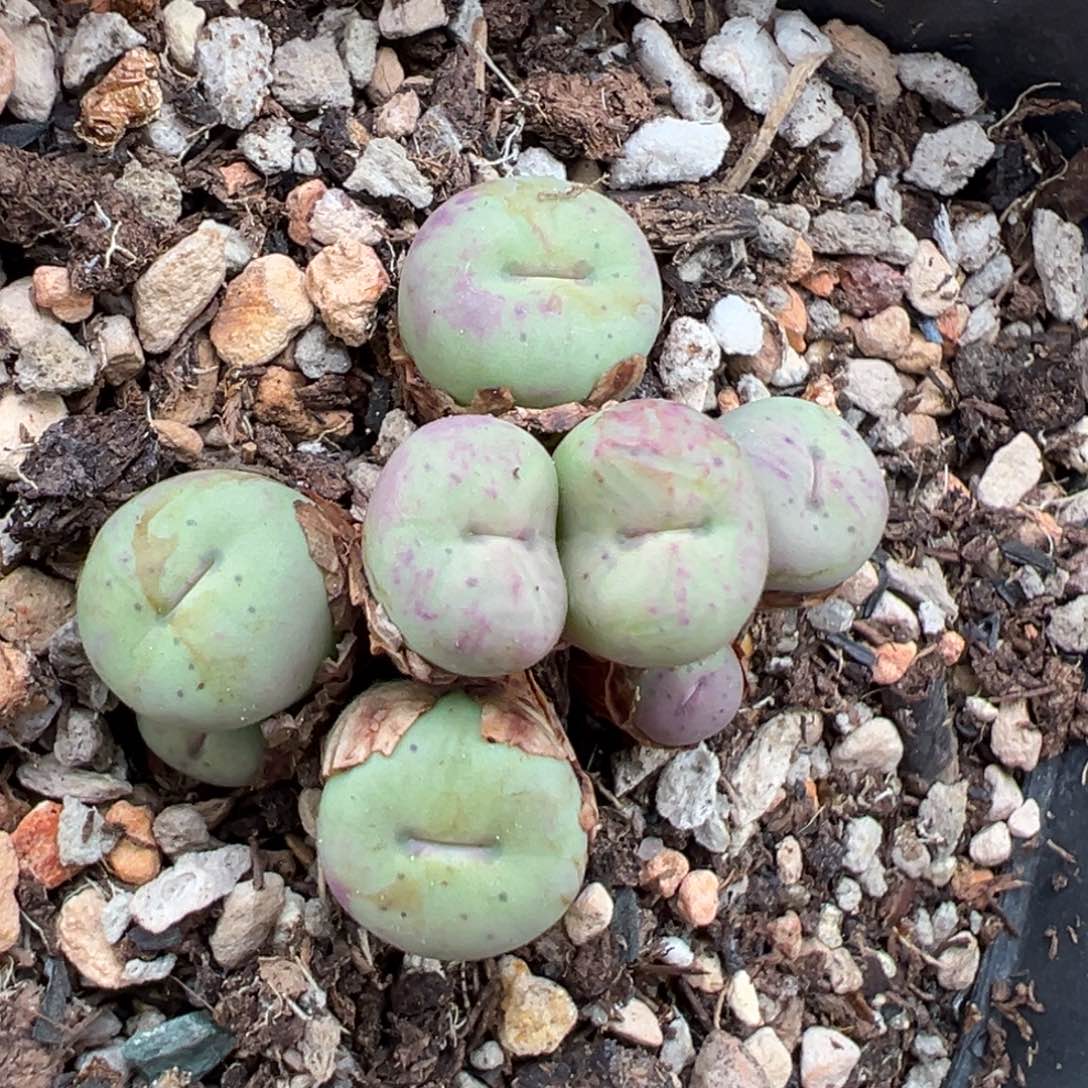 9.19好看的多肉脱土发货636