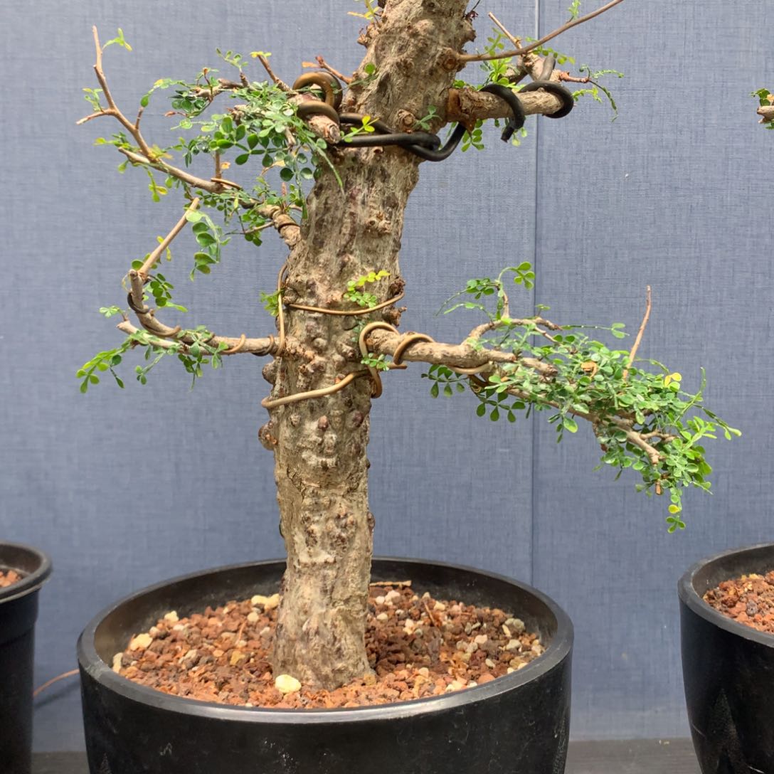 列加氏漆树实生带盆土