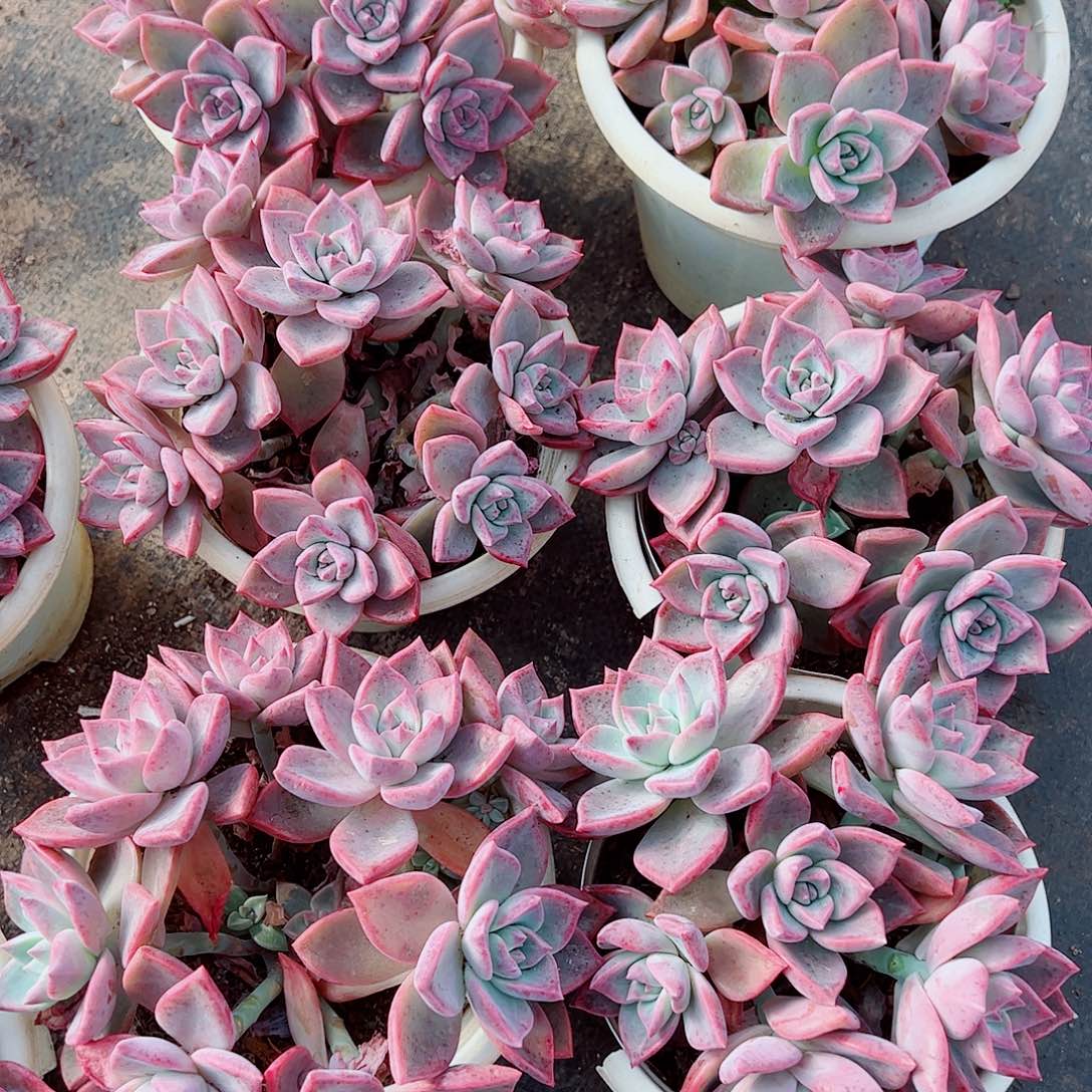 槟月多头群生老桩特价