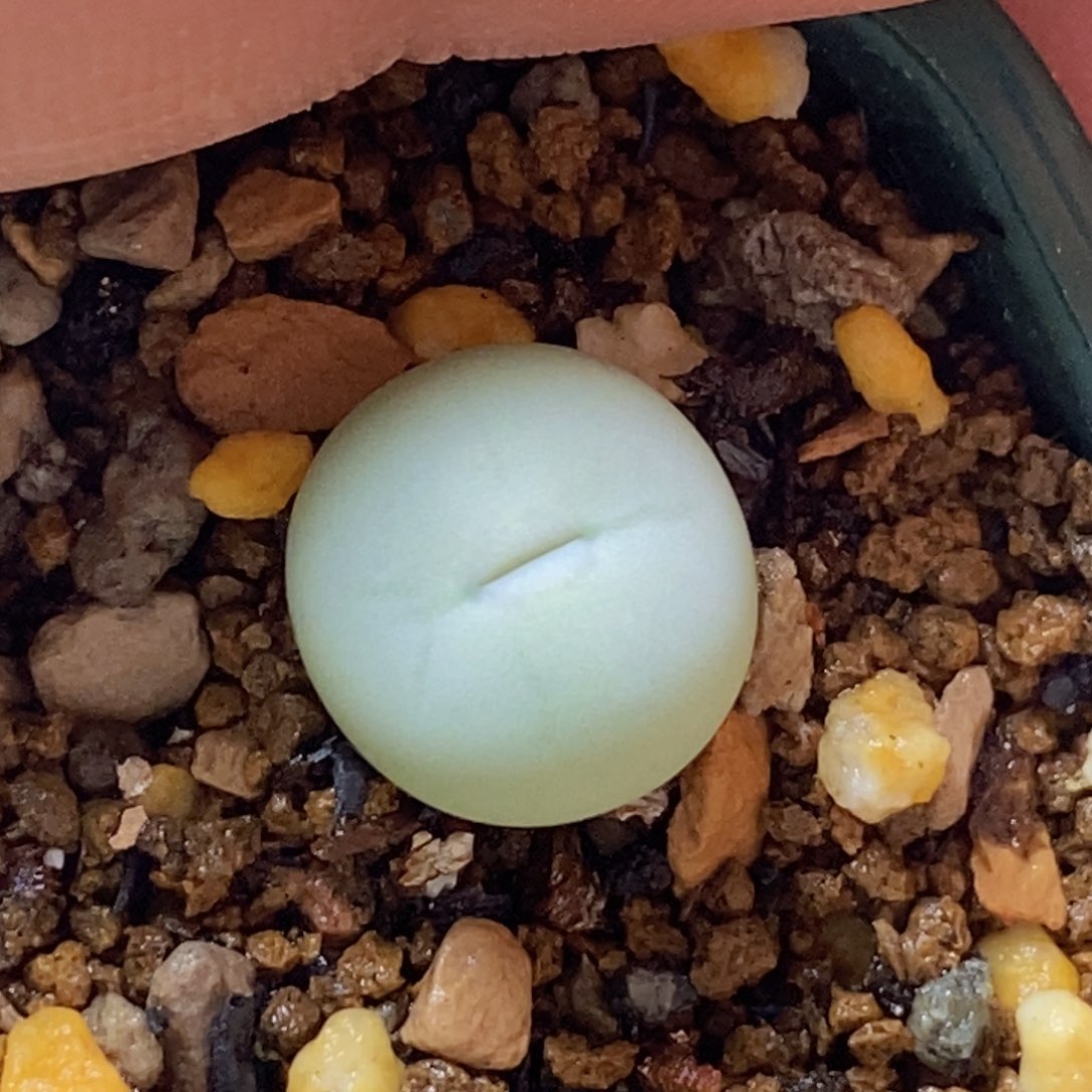 好看好看好看的韩版433v嘴