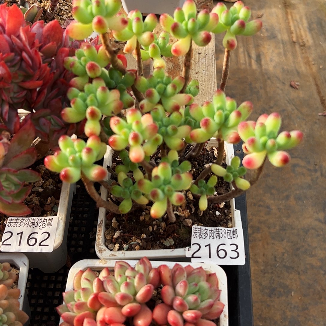 多肉一物一拍植物2165