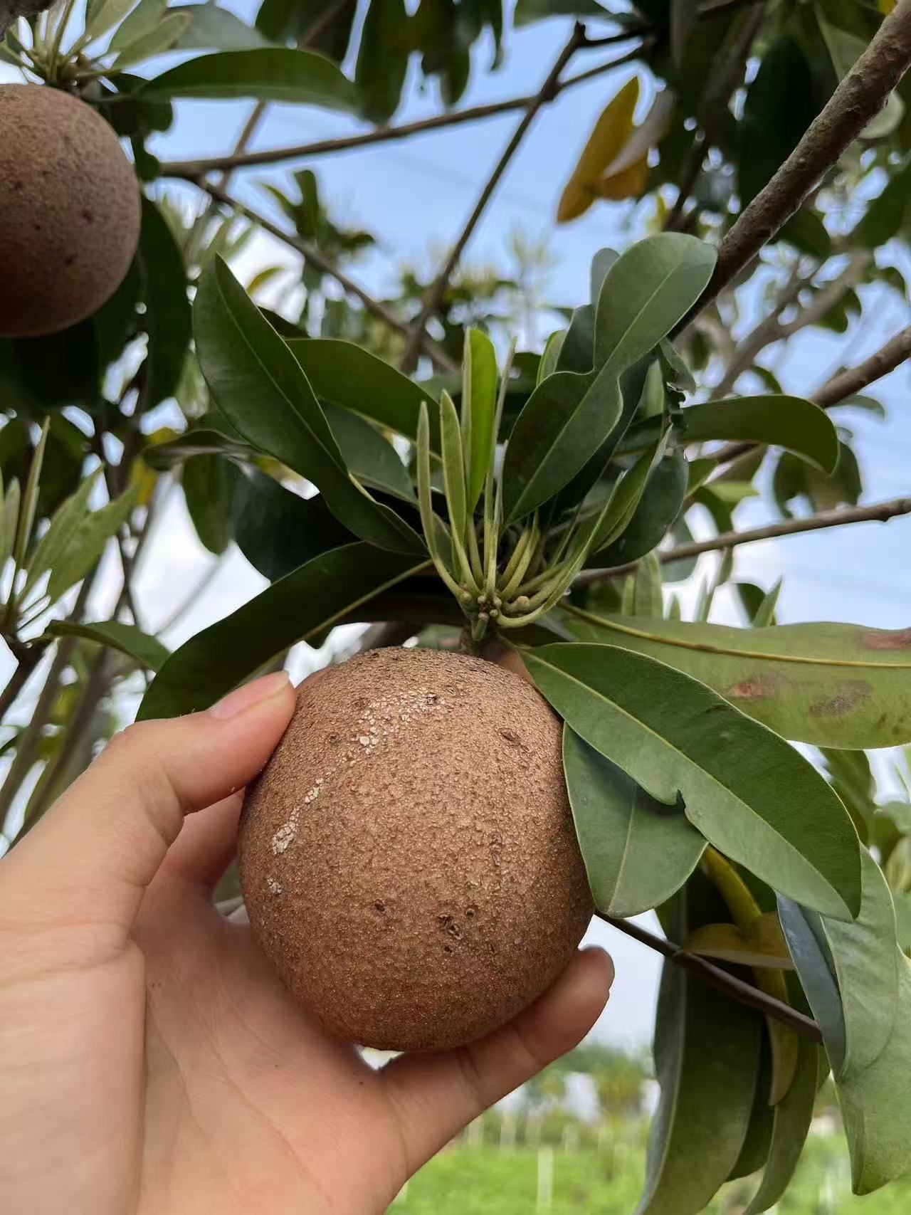 墨西哥红心大园果  高档水果 果园庭院种植 高端大气上档次